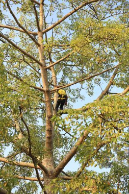 arborist ağaca testere ile kesme