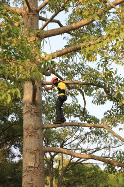 arborist ağaca testere ile kesme