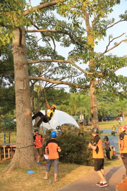 arborist ağaca testere ile kesme