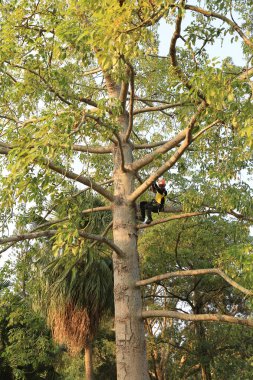 arborist ağaca testere ile kesme