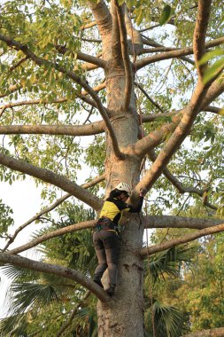 arborist ağaca testere ile kesme