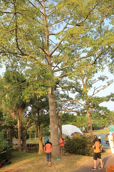 Γεωπόνο κοπή ενός δέντρου με ένα αλυσοπρίονο — Φωτογραφία Αρχείου