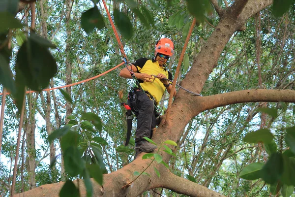 arborist ağaca testere ile kesme