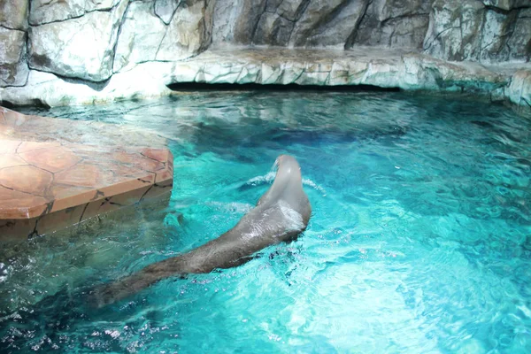 De Pacifische Walrus: Odobenus rosmarus — Stockfoto