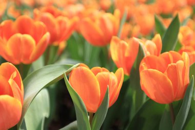 turuncu renkli Lale çiçek göster