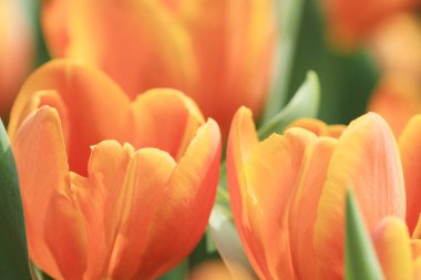 turuncu renkli Lale çiçek göster