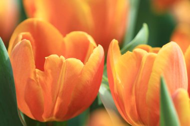 turuncu renkli Lale çiçek göster