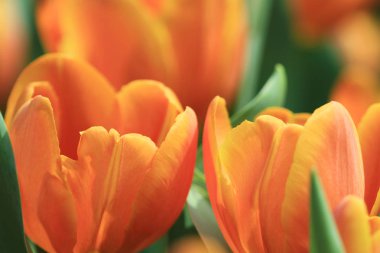 turuncu renkli Lale çiçek göster