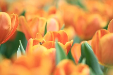 turuncu renkli Lale çiçek göster