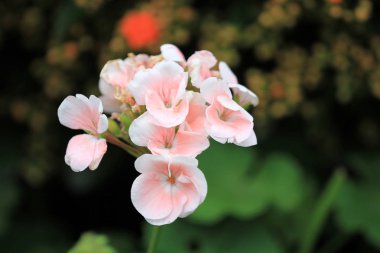  hk çiçek çiçekler makro show 2011