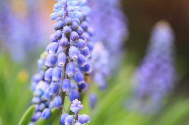 Muscari botryoides mor çiçek arıya