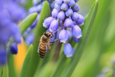 Muscari botryoides mor çiçek arıya