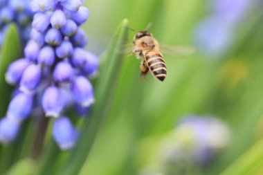Muscari botryoides mor çiçek arıya