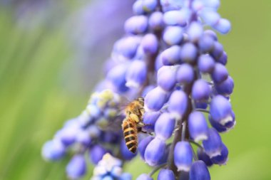 Muscari botryoides mor çiçek arıya