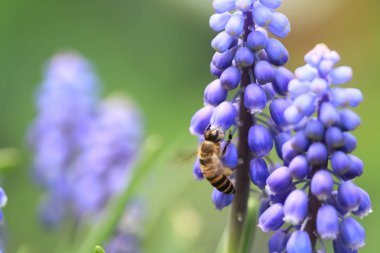 Muscari botryoides mor çiçek arıya