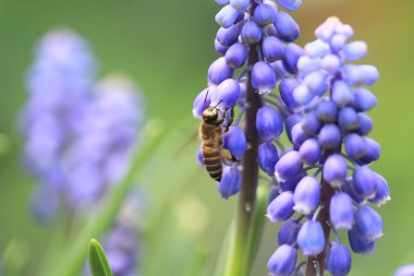 Muscari botryoides mor çiçek arıya
