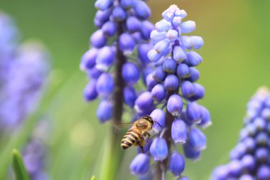 Muscari botryoides mor çiçek arıya