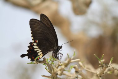 Kelebek lay yumurta kapatın