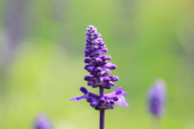 Lavanta Çiçek bahçesinde çiçek Show'da