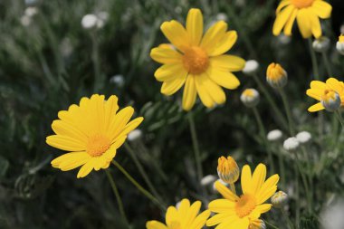  hk çiçek çiçekler makro show 2011