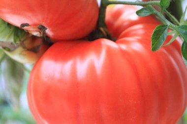  hk çiçek çiçekler makro show 2011