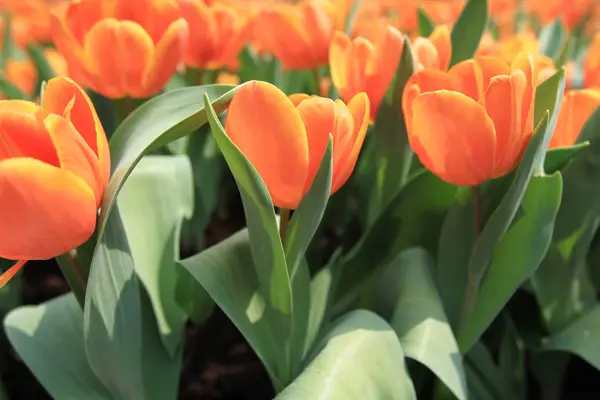 Colore arancione Tulipano in spettacolo floreale — Foto Stock