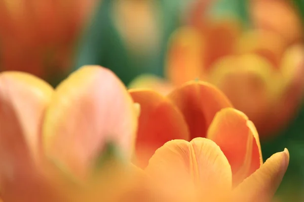 Color naranja Tulipán en espectáculo de flores — Foto de Stock