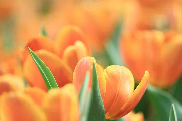 orange color Tulip in flower show