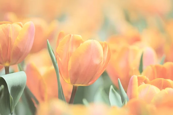 Oranžová barva Tulipán květ show — Stock fotografie