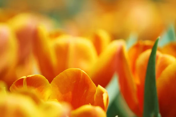 Cor laranja tulipa em show de flores — Fotografia de Stock