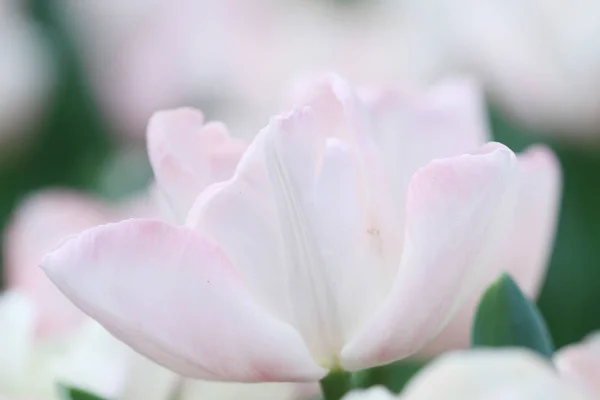 Pokaż Tulip kwiat 2011 — Zdjęcie stockowe