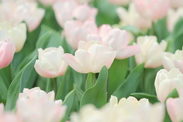 Pokaż Tulip kwiat 2011 — Zdjęcie stockowe