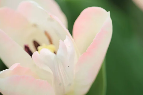 多彩郁金香在春天的太阳 — 图库照片
