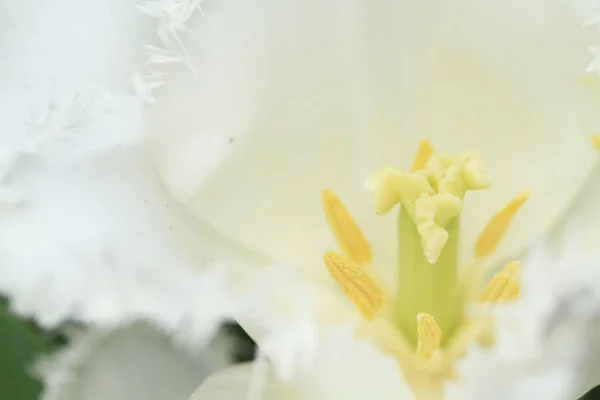 Színes tulipán a tavaszi nap — Stock Fotó