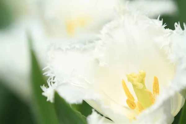 Tulipani variopinti al sole di primavera — Foto Stock