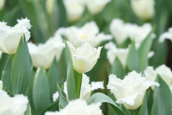 Pokaż Tulip kwiat 2011 — Zdjęcie stockowe