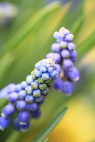Abeja en la flor púrpura, muscari botryoides —  Fotos de Stock