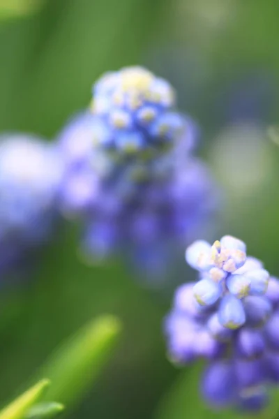Abeja en la flor púrpura, muscari botryoides —  Fotos de Stock