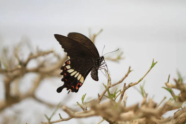 Gros plan papillon pondre oeuf — Photo