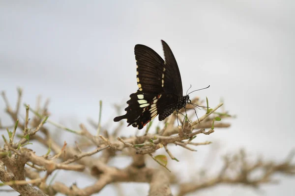 蝶の産卵を間近します。 — ストック写真
