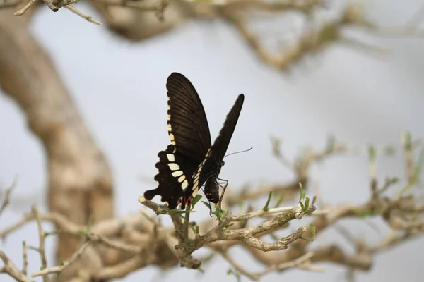 Close up butterfly lay egg — Stock Photo, Image