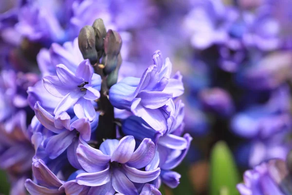Lavender flower on the garden at flower show — Stock Photo, Image