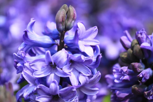 Lavendel blomma på trädgården på flower show — Stockfoto