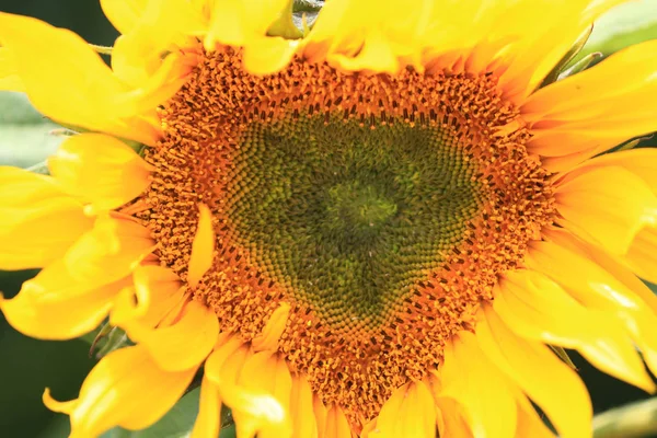 Fiore di sole giallo petalo primo piano — Foto Stock