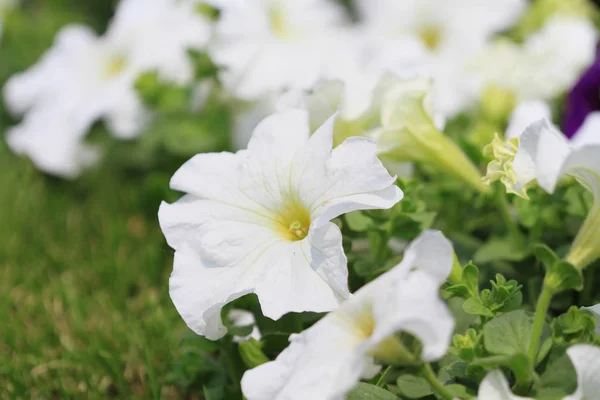 Flowers macro at hk flower show 2011 — Stock Photo, Image