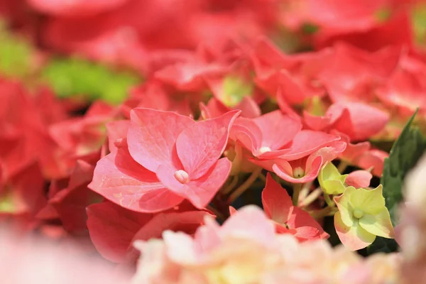 Квіти макро на квітковому шоу в Кюнсі 2011 — стокове фото
