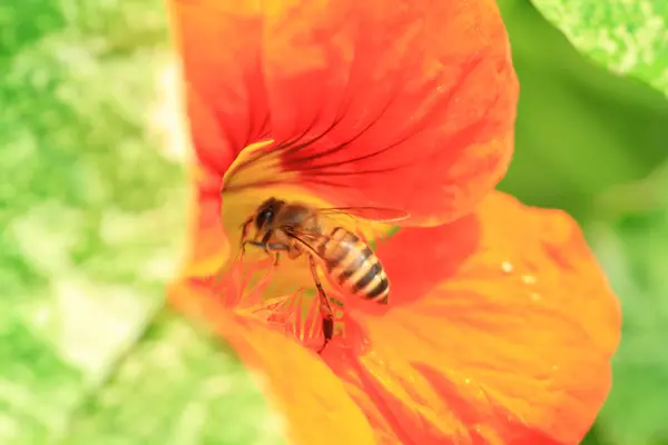 Close up photo of a Western Honey Bee — Stock Photo, Image