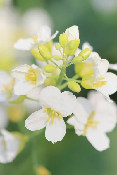 Flowers macro at hk flower show 2011 — Stock Photo, Image