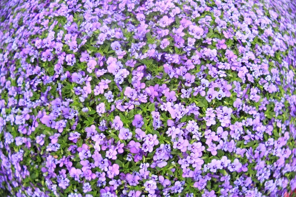 Die Blumenbeete im formellen Garten — Stockfoto