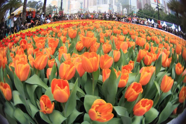 正式な庭の花壇 — ストック写真